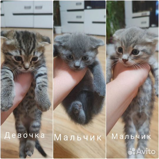 Вислоухие котята