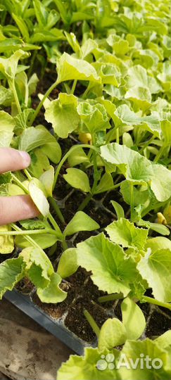 Рассада дыни