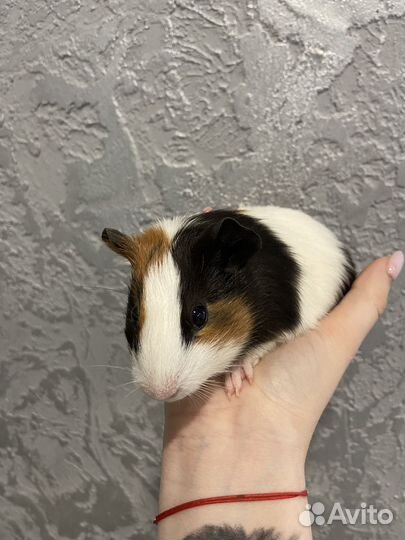 Морские свинки девочки