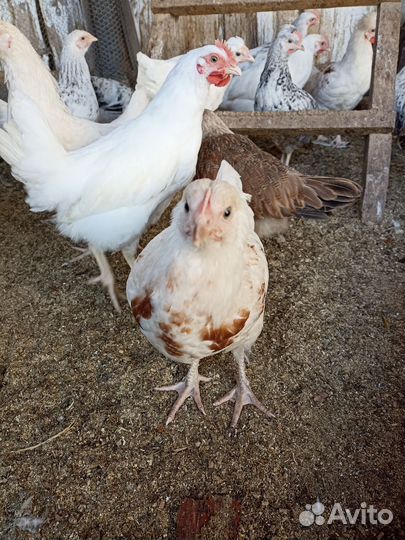 Куры, петухи молодые. 2,5 месяца