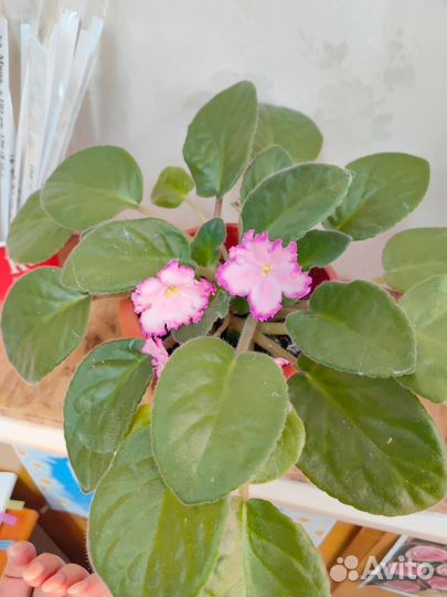 Цветы в горшках фиалка