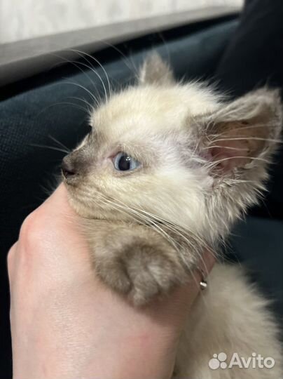 Котята
