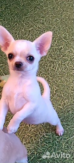 Щенок чихуахуа девочка