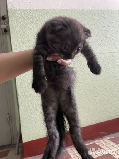 Кошки вислоухие в добрые руки