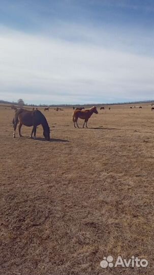 Продам жеребят