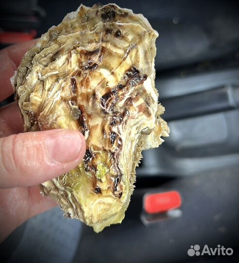 Устрица черноморская