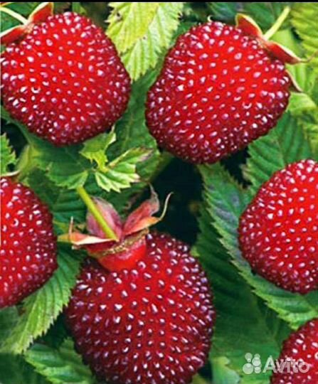 Розоволистная малина морозостойкая - 45