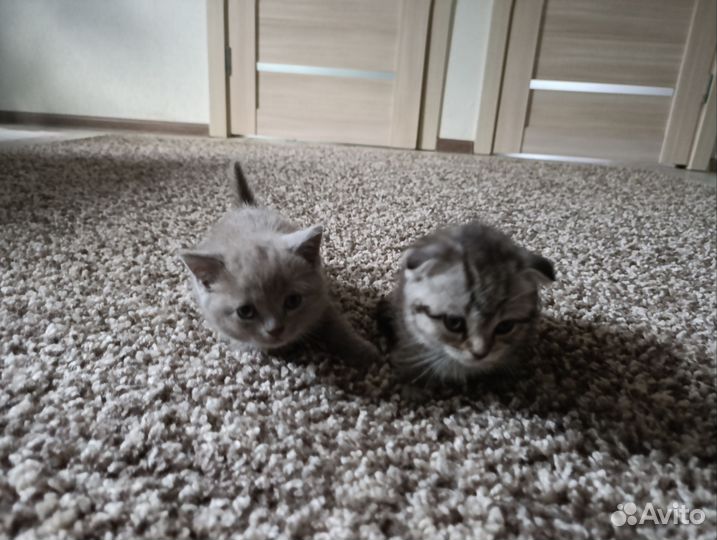 Кошка в дар бесплатно