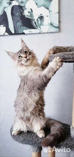 Котята мейн-кун