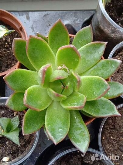 Домашние растения. Суккуленты