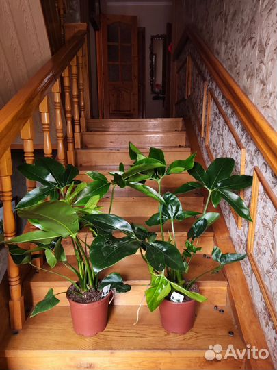 Филодендрон фан бан