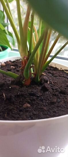 Антуриум(мужское счастье)