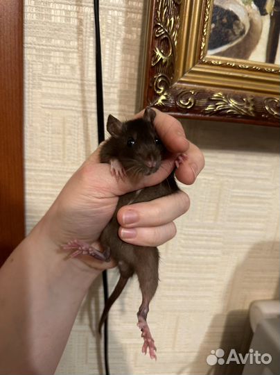 Декоративные крысята девочки новогодние