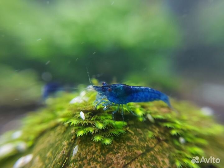 Аквариумные креветки