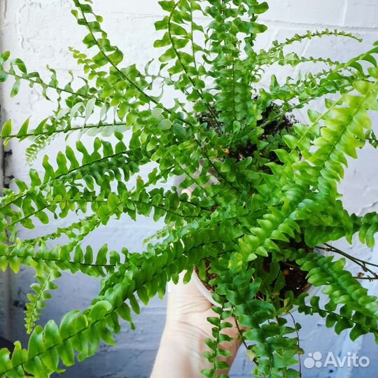 Папоротник нефролепис