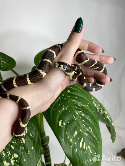 Змеи/полозы/ужи разные