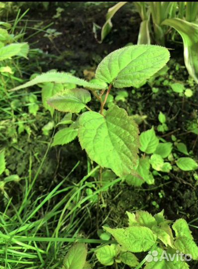 Актинидия коломикта, фундук