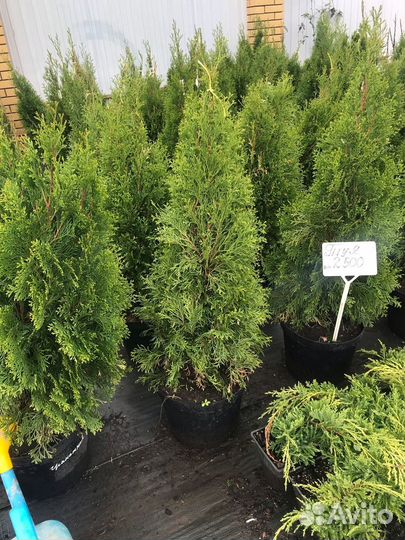 Туя смарагд-колумна-брабант. Все размеры