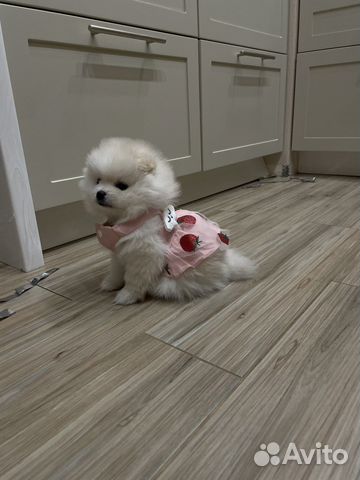 Платье для животных