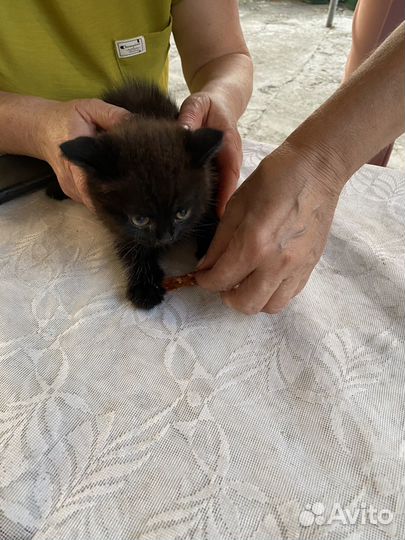 Отдам в добрые руки