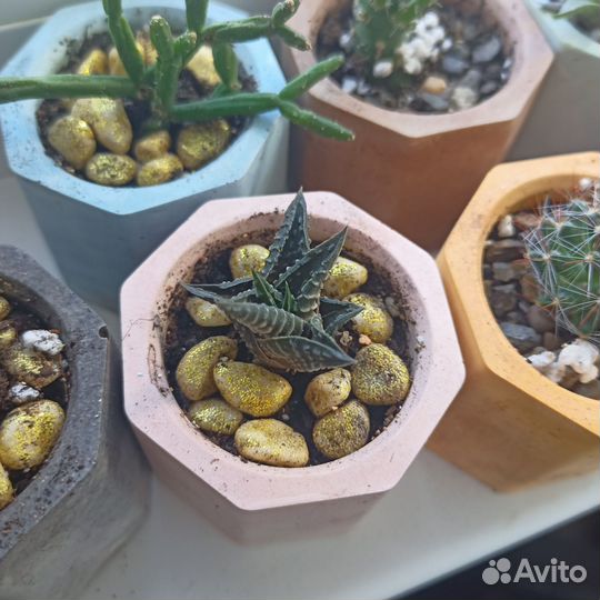 Кактусы и суккуленты