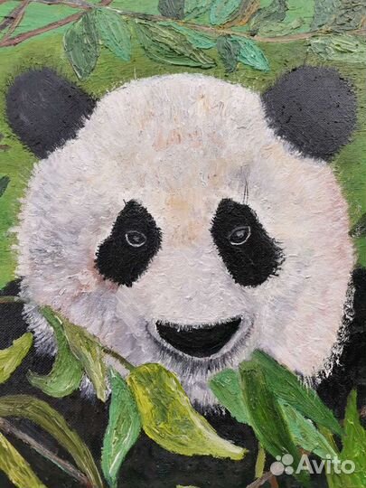 Панда обыкновенная