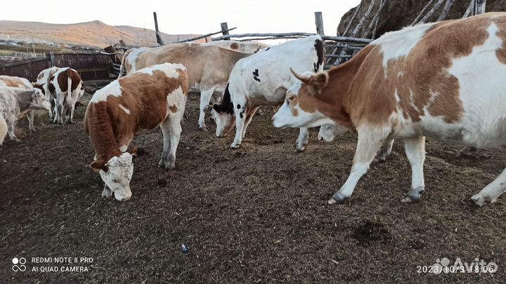 Быки и лошади