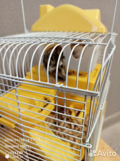 Продам хомяков- джунгариков с клеткой