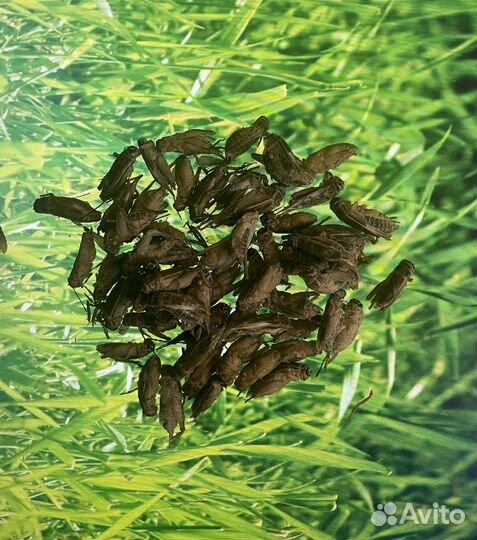 Сверчок домовый