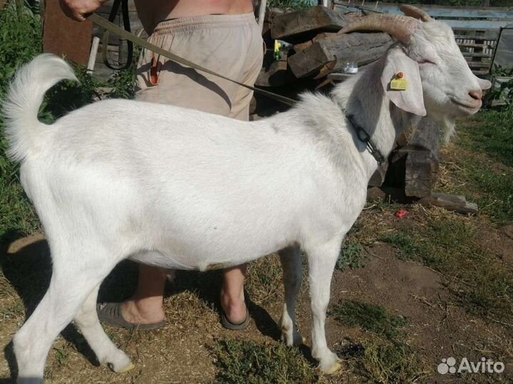 Нубийский козел вязка