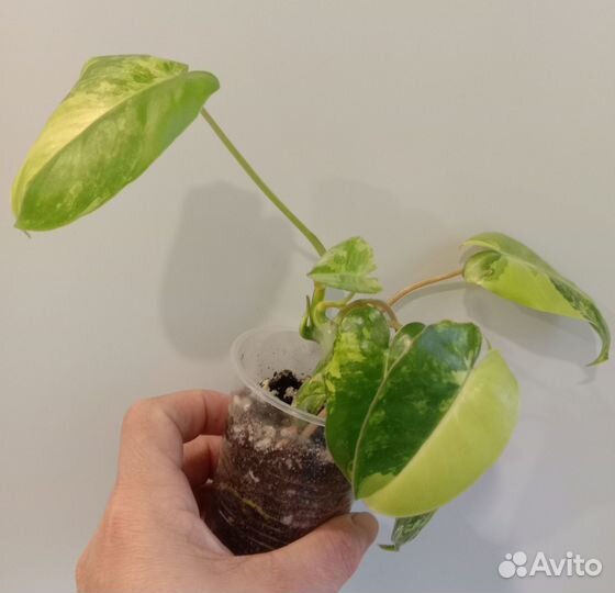 Филодендрон Бурле Маркс