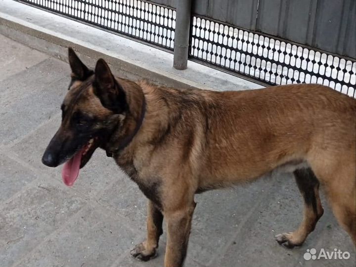 Бельгийская овчарка малинуа