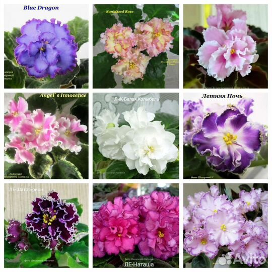 Сортовые фиалки, набор