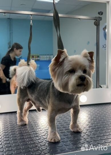 Груминг, стрижка собак