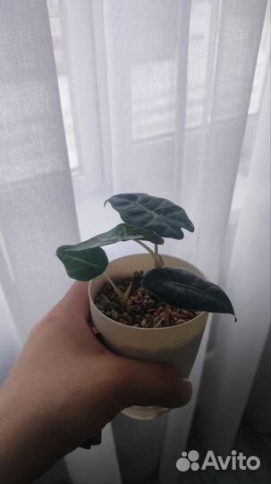 Алоказия полли