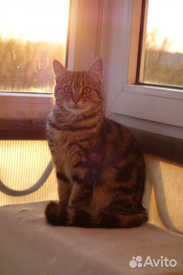 Молодая кошечка до года мраморная ласковая девочка