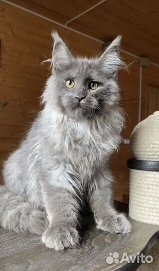 Великолепный котик Мейн-кун