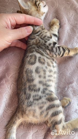 Бенгальские котята