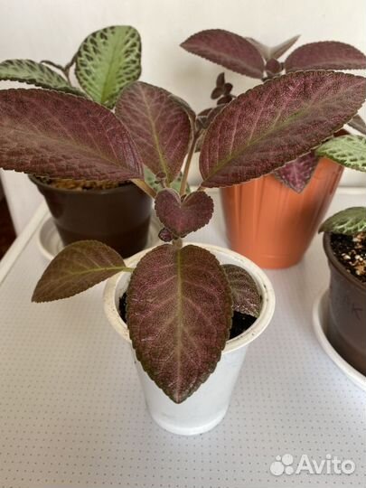 Эписции сортовые