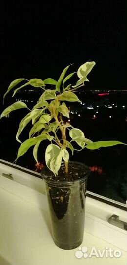 Фикус Бенджамина