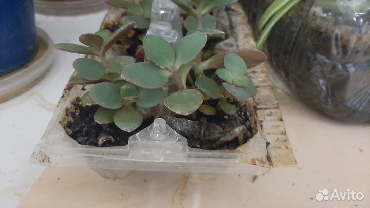 Толстянка - денежное дерево