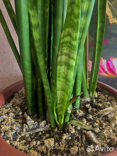 Сансевиерия (щучий хвост)