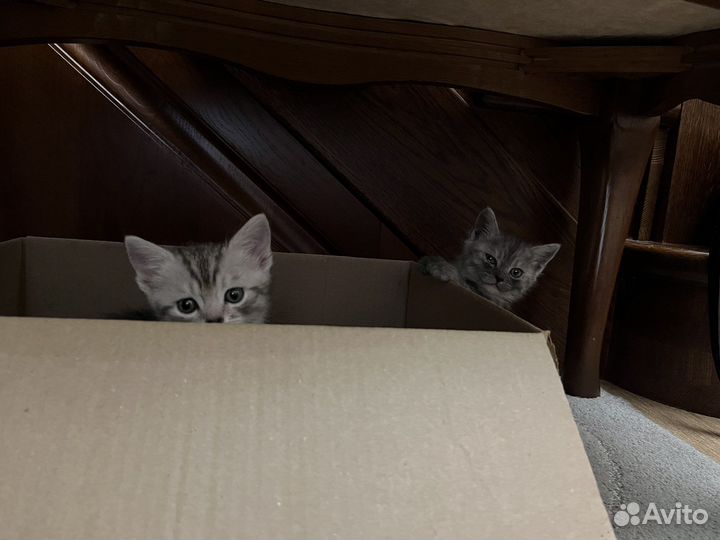 Британская