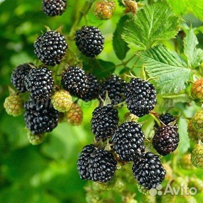 Ежевика крупноплодная