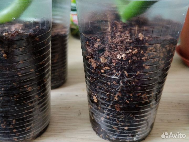 Толстянка хоббит