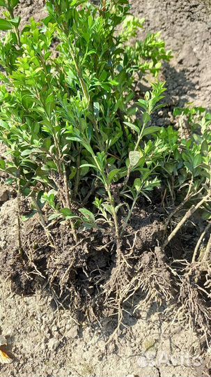 Саженцы самшита