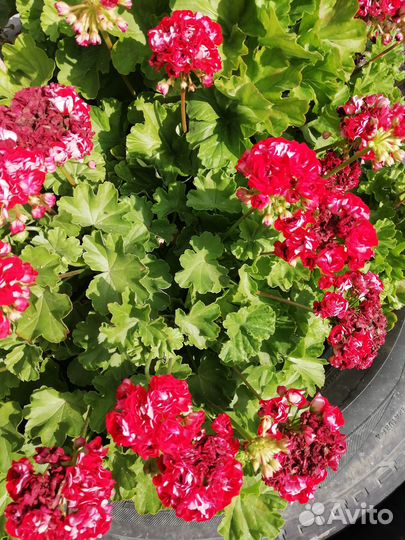 Герань кудрявая