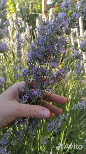Лаванда