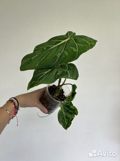 Филодендрон Глориозум Вариегатный