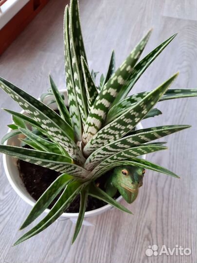 Герань, алоэ тигровый, хатиора